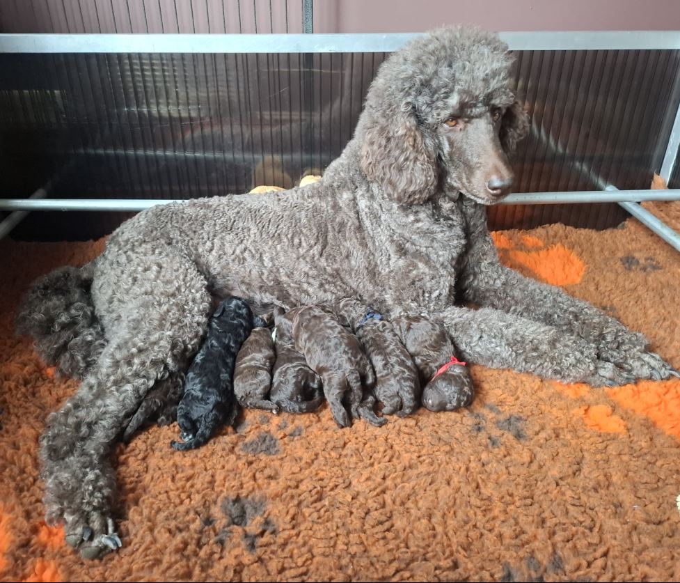 pups2