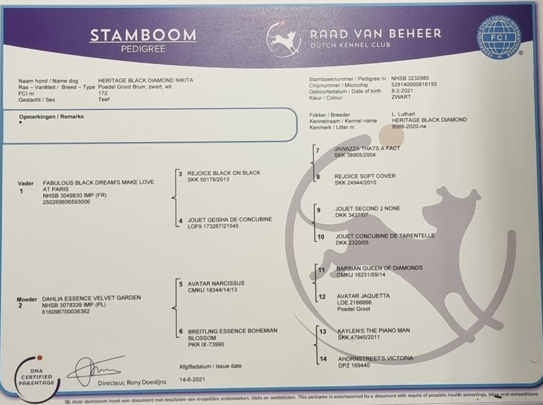 teef stamboom
