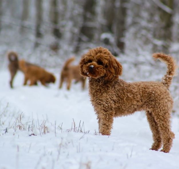 kennel foto